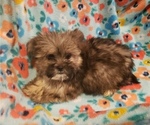 Small Photo #2 Shorkie Tzu Puppy For Sale in WALSH, IL, USA