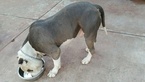 Small Photo #1 American Pit Bull Terrier-Staffordshire Bull Terrier Mix Puppy For Sale in SACRAMENTO, CA, USA