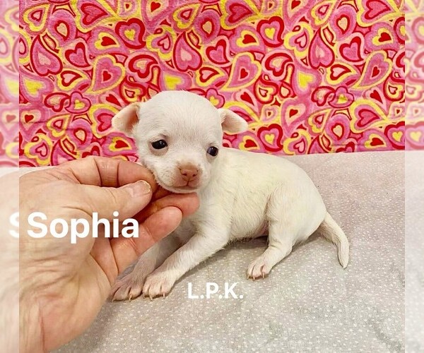 Medium Photo #1 Chihuahua Puppy For Sale in WINNSBORO, LA, USA