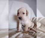 Small #1 Labrador Retriever