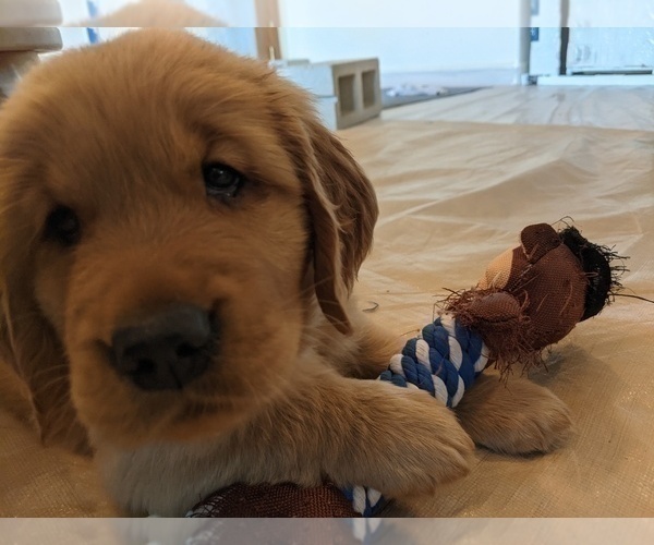 Medium Photo #3 Golden Retriever Puppy For Sale in PACIFIC BEACH, CA, USA