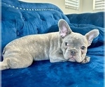 Small Photo #3 French Bulldog Puppy For Sale in WEST HOLLYWOOD, CA, USA