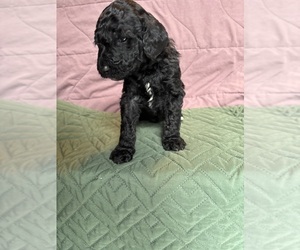 Medium Saint Berdoodle