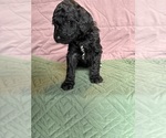 Puppy Royal blue Saint Berdoodle