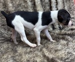 Small #11 Rat Terrier