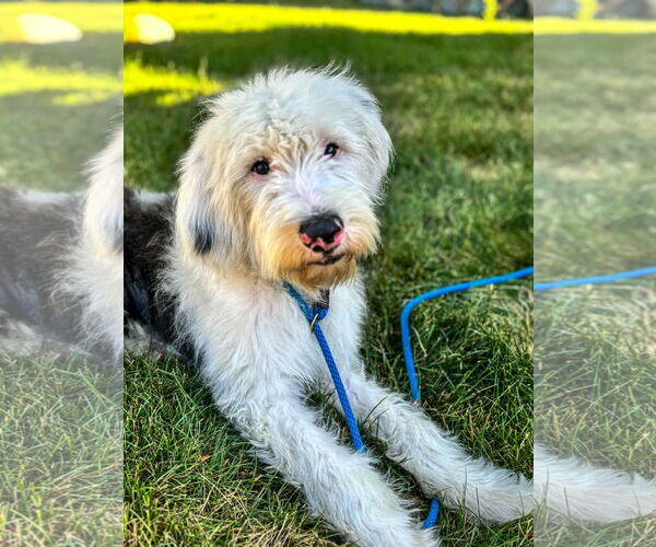 Medium Photo #6 Mutt Puppy For Sale in Sandy, UT, USA