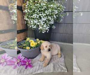 Medium Labrador Retriever