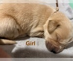 Puppy Brown Golden Retriever