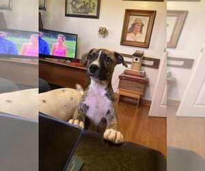 American Pit Bull Terrier-American Staffordshire Terrier Mix Dogs for adoption in Wenonah, NJ, USA