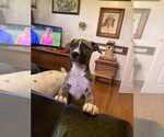 Small American Pit Bull Terrier-American Staffordshire Terrier Mix