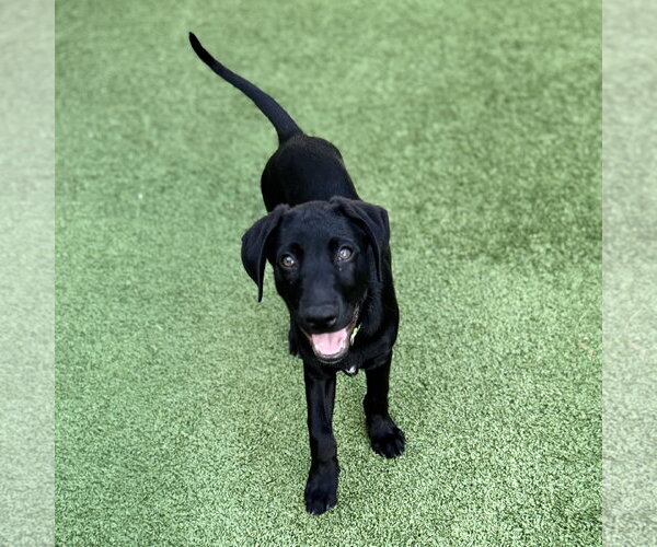 Medium Photo #2 Labrador Retriever-Unknown Mix Puppy For Sale in Fort Worth, TX, USA