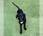 Small #1 Labrador Retriever Mix
