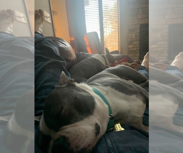 Medium Photo #1 Boston Terrier Puppy For Sale in PRAIRIE DU SAC, WI, USA