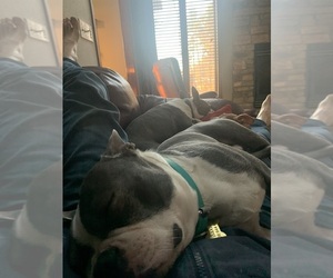 Father of the Boston Terrier puppies born on 06/13/2025