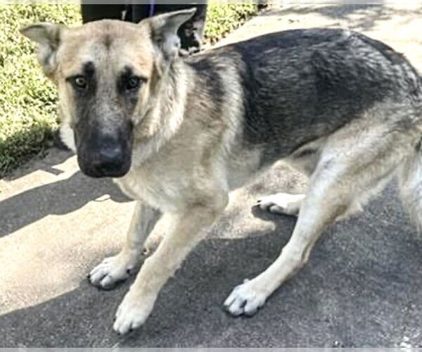 Medium Photo #2 German Shepherd Dog Puppy For Sale in Houston, TX, USA