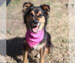 Small Australian Shepherd Mix