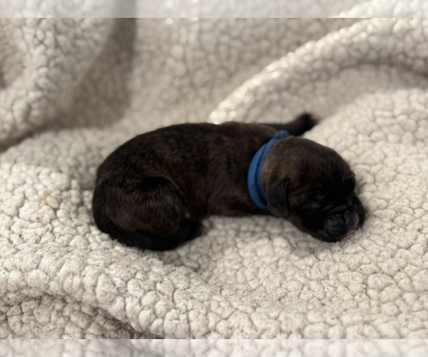Medium Photo #8 Boxer Puppy For Sale in BRUSH CREEK, TN, USA