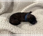 Small Photo #8 Boxer Puppy For Sale in BRUSH CREEK, TN, USA