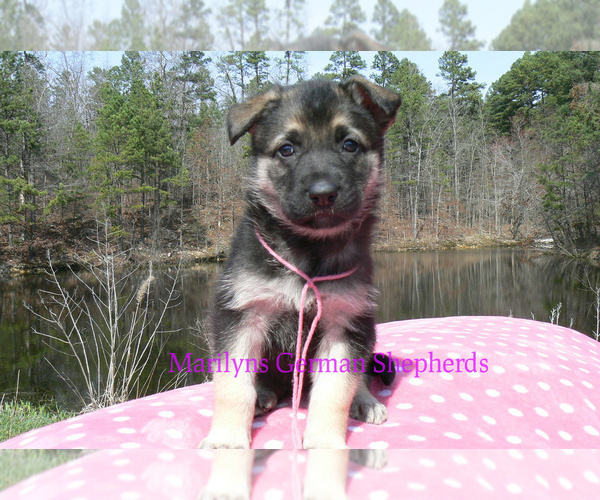 Medium Photo #3 German Shepherd Dog Puppy For Sale in PIEDMONT, MO, USA