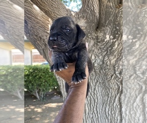 Presa Canario Puppy for sale in LANCASTER, CA, USA