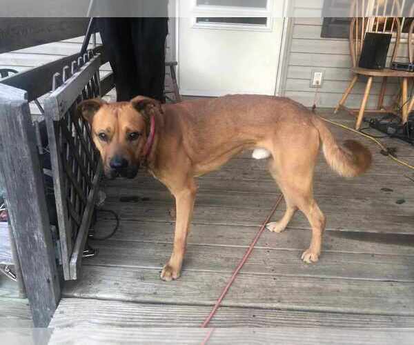 Medium Photo #2 Boxador Puppy For Sale in Frenchburg, KY, USA