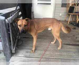 Brownie - Male Boxador Dog for Adoption - Photo #2