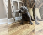Small Photo #9 Labrador Retriever Puppy For Sale in FELTON, PA, USA