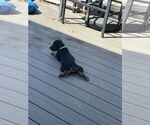 Small #6 Doberman Pinscher Mix