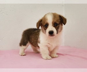 Pembroke Welsh Corgi Puppy for sale in CLARK, MO, USA