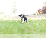 Small Photo #8 Boston Terrier Puppy For Sale in WARSAW, IN, USA