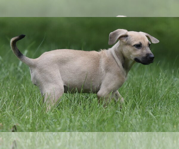 Medium Photo #7 Boxer-Unknown Mix Puppy For Sale in Mechanicsburg, PA, USA