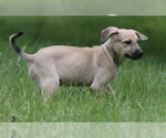 Small #6 Boxer Mix
