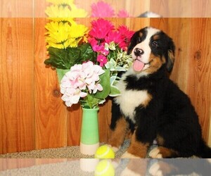 Medium Bernese Mountain Dog