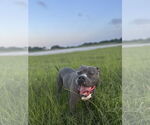 Small #6 American Staffordshire Terrier