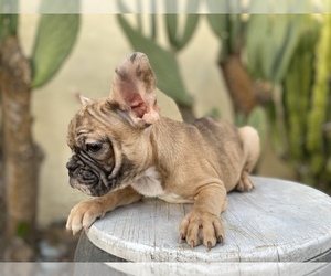 French Bulldog Puppy for sale in MORENO VALLEY, CA, USA