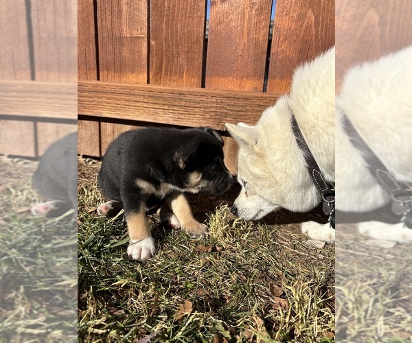 Medium Photo #19 French Bulldog Puppy For Sale in NORTH LAS VEGAS, NV, USA