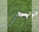 Small #7 Chiweenie