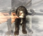Small Photo #7 English Setterdoodle Puppy For Sale in CHETEK, WI, USA