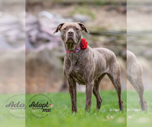 Foxy Brown - Female American Pit Bull Terrier-Plott Hound Mix Dog for Adoption - Photo #10