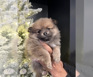 Pomeranian Puppy for sale in GENEVA, IL, USA