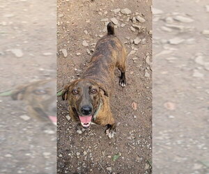 Mutt Dogs for adoption in Waterford, VA, USA