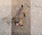 Small Mutt