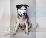 Small #1 Siberian Husky Mix