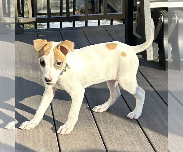 Medium Photo #6 Feist Terrier-Jack Russell Terrier Mix Puppy For Sale in Batavia, OH, USA