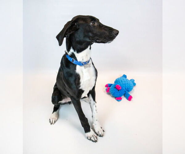 Medium Photo #2 Borador Puppy For Sale in Kennesaw, GA, USA