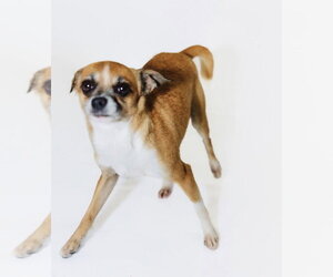 Chihuahua-Unknown Mix Dogs for adoption in York, SC, USA