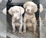 Small Photo #4 Labrador Retriever Puppy For Sale in SAINT CLOUD, MN, USA