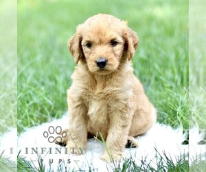 Goldendoodle Puppy for sale in NEW HOLLAND, PA, USA