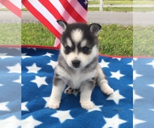 Medium Photo #15 Alaskan Klee Kai Puppy For Sale in WINCHESTER, OH, USA