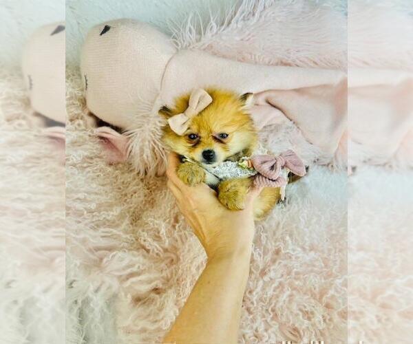 Medium Photo #5 Pomeranian Puppy For Sale in BOSTON, MA, USA
